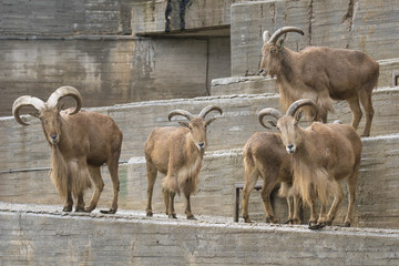 Arrui o Muflon del Atlas - Barbary sheep 