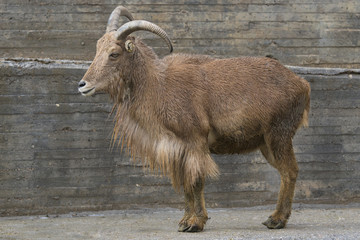 Arrui o Muflon del Atlas - Barbary sheep 