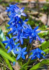 flowers Scilla siberica
