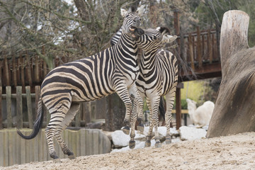 Fototapeta na wymiar Dos cebras jovenes jugando en un zoo