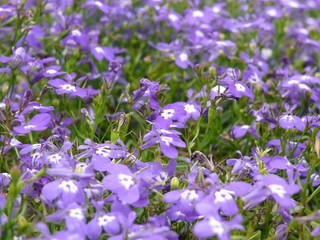 Цветы. Цветочки