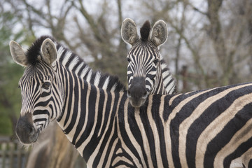 Fototapeta na wymiar Dos cebras jovenes en un zoo
