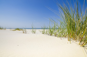 Naklejka premium Dzika bałtycka plaża w Białogórze