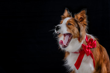 Red Border Collie Studio black background