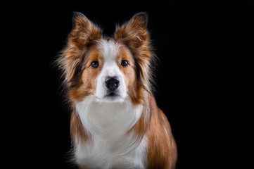 Red Border Collie Studio black background