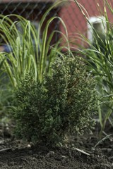 Fototapeta premium ornamental garden at the house in summer full of plants