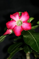 Adenium Obesum (Rose du Désert Fleur) (Caudex Plante Grasse Succulente)