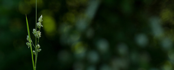 Single blooming green grass on a dark background - panorama