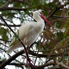 The Florida ibis is on a tree.