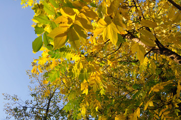 autumn yellow leaves on green grass in sunlight