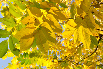 autumn yellow leaves on green grass in sunlight