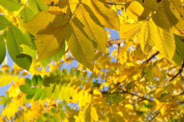 Obraz premium autumn yellow leaves on green grass in sunlight