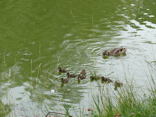 Утка и утята 