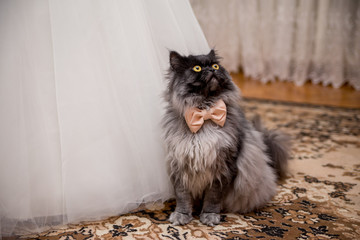 cat in a bow tie near the wedding dress of the bride
