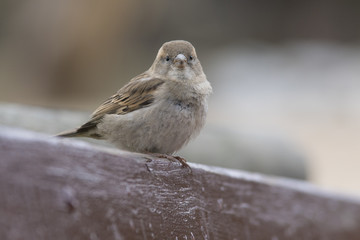 Pequeño gorrion en un día de invierno
