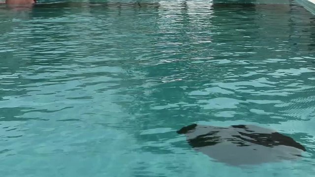 Beautiful happy young woman in sunglasses smiling and relaxing in hotel pool