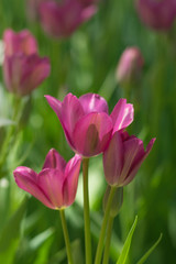 The tulips on a green blurred background