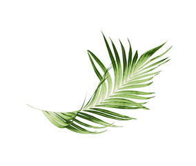 Green leaves of palm tree on white background