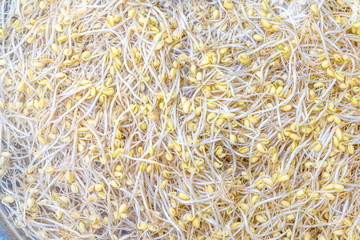 Fresh bean sprouts, soybean sprouts healthy diet food and clean eating concept
