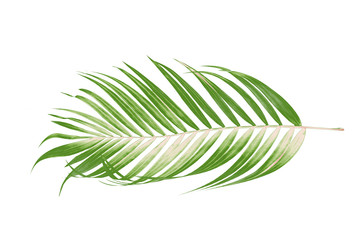 Green leaves of palm tree on white background
