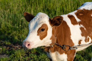 Beautiful calf on the meadow at sunset