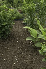 ornamental garden at the house in summer full of plants