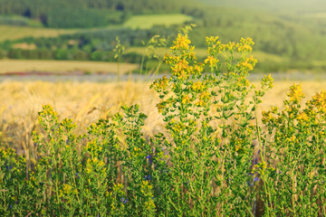 Yellow wildflowers on the summer meadow.