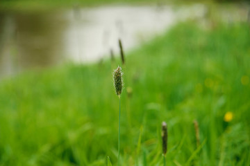 grass in drops of dew on the river coastline