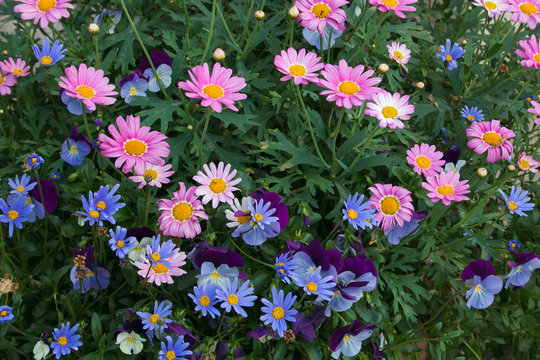 Margheritone colorate rosa e blu