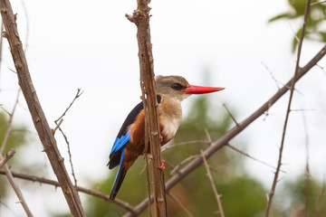 Kingfisher sits on a branch. Meru, Kenya