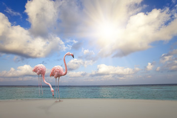 Fototapeta na wymiar Two pink flamingos on the sandy beach by the blue sea under the sky with the sun through clouds