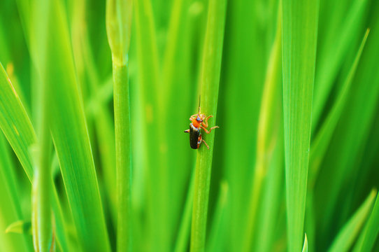 Black with red beetle on the grass