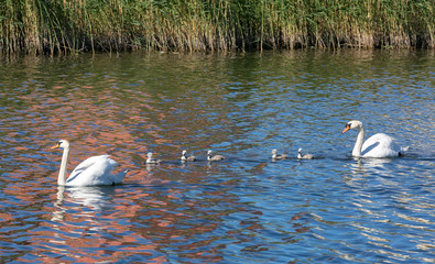 Swan family with cygnets 