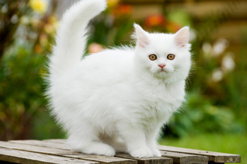 Weißes Kätzchen im Garten