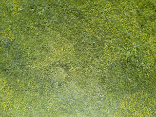 Aerial drone view on the field with yellow flowers