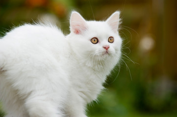 Naklejka na ściany i meble Weißes Kätzchen im Garten