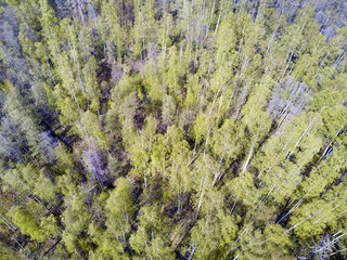 drone view on the deciduous wood at the beginning of spring with the first foliage..