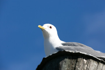 Seagull. Close picture, blue sky 