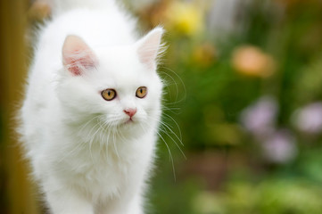 Naklejka na ściany i meble Weißes Kätzchen im Garten