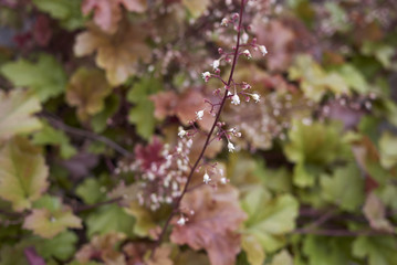 Heuchera