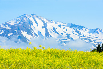 鳥海山　菜の花畑