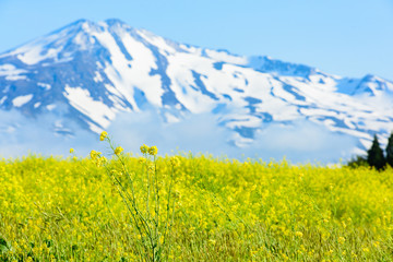 鳥海山　菜の花畑