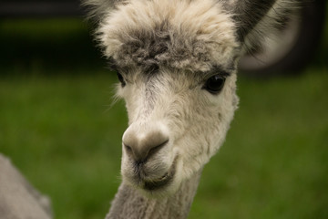 Obraz premium Alpaca