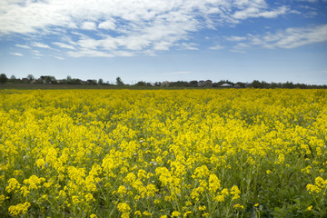 Yellow rapeseed flowers (Brassica napus) on field with blue sky and clouds..
