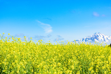 鳥海山　菜の花畑