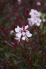 Oenothera lindheimeri