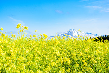 鳥海山　菜の花畑