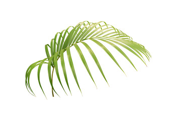 green leaf of palm tree isolated on white background