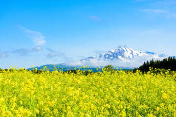 鳥海山　菜の花畑