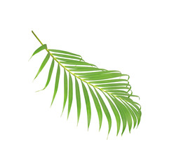 green leaf of palm tree isolated on white background